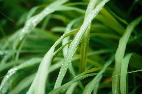 夏天家里蚊子多教你一招不用蚊香,很多人不懂蚊子怕什么