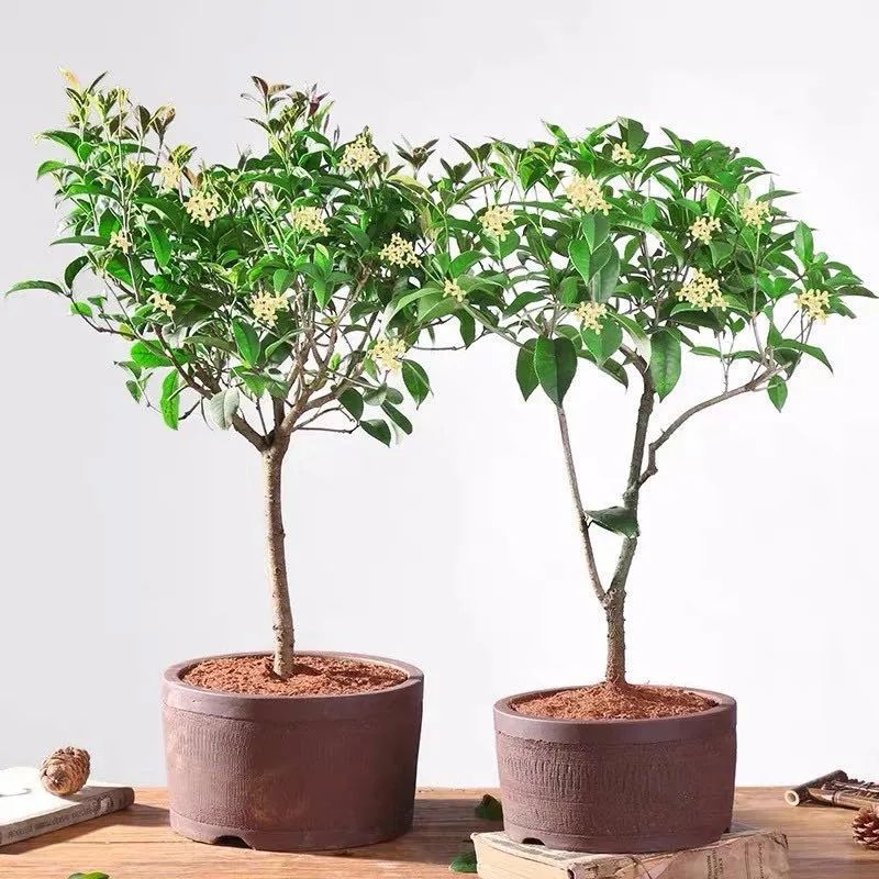 养花人最值得养的十二种花，一种花一种风华，你家养了几种？