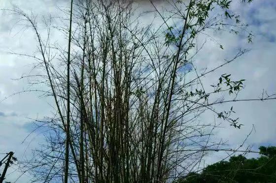 竹子开花，百年难遇的奇闻怪事，生命的最后绽放