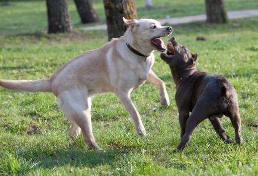 狗咬狗怎么办视频,狗被其他狗咬了立马打狂犬有用吗