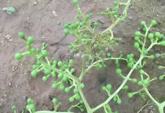 葡萄病害防治识别图谱,葡萄病害鉴定图谱