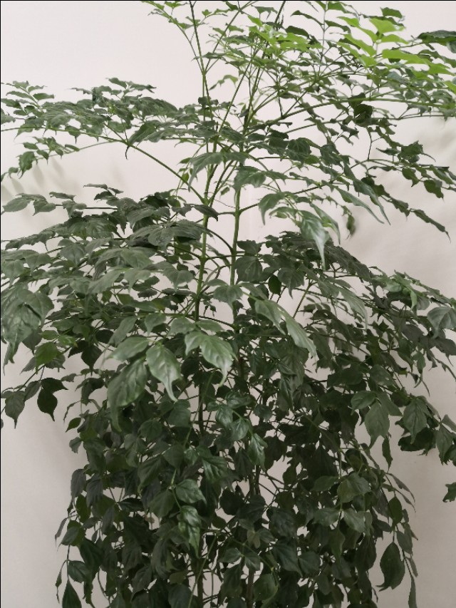 幸福树卷叶是什么原因引起的,幸福树生虫怎么解决