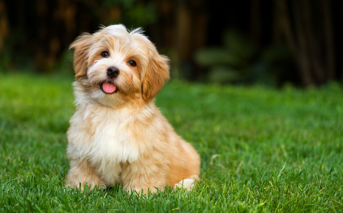 对主人最忠心的狗狗,狗狗喜欢什么样的陌生人