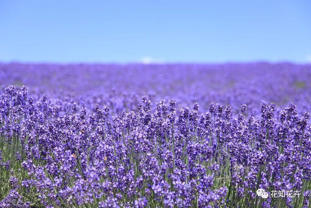 衣草精油真假辨别方法视频,薰衣草真假辨别图解大全