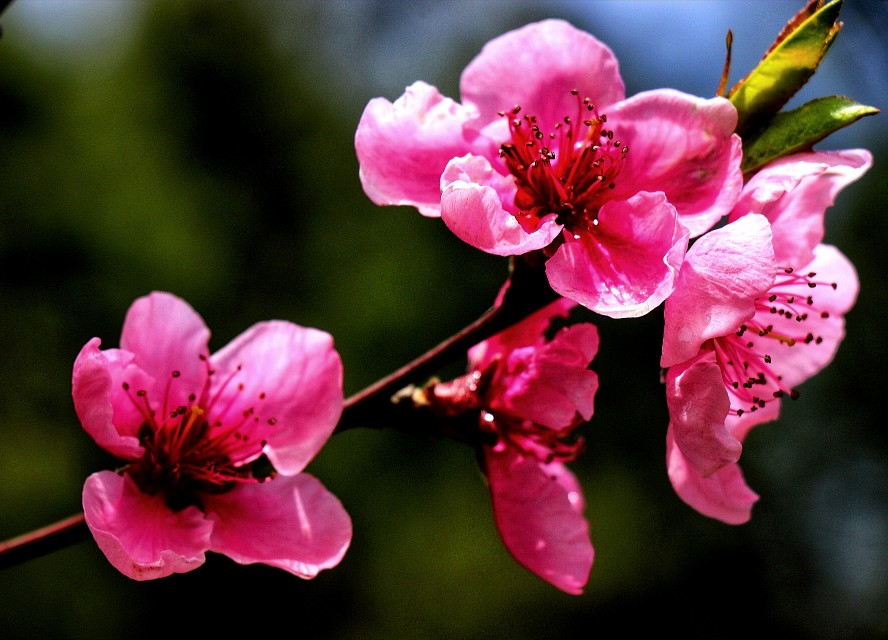 春天到了花儿开了的英语,春天到了美丽的花都开了
