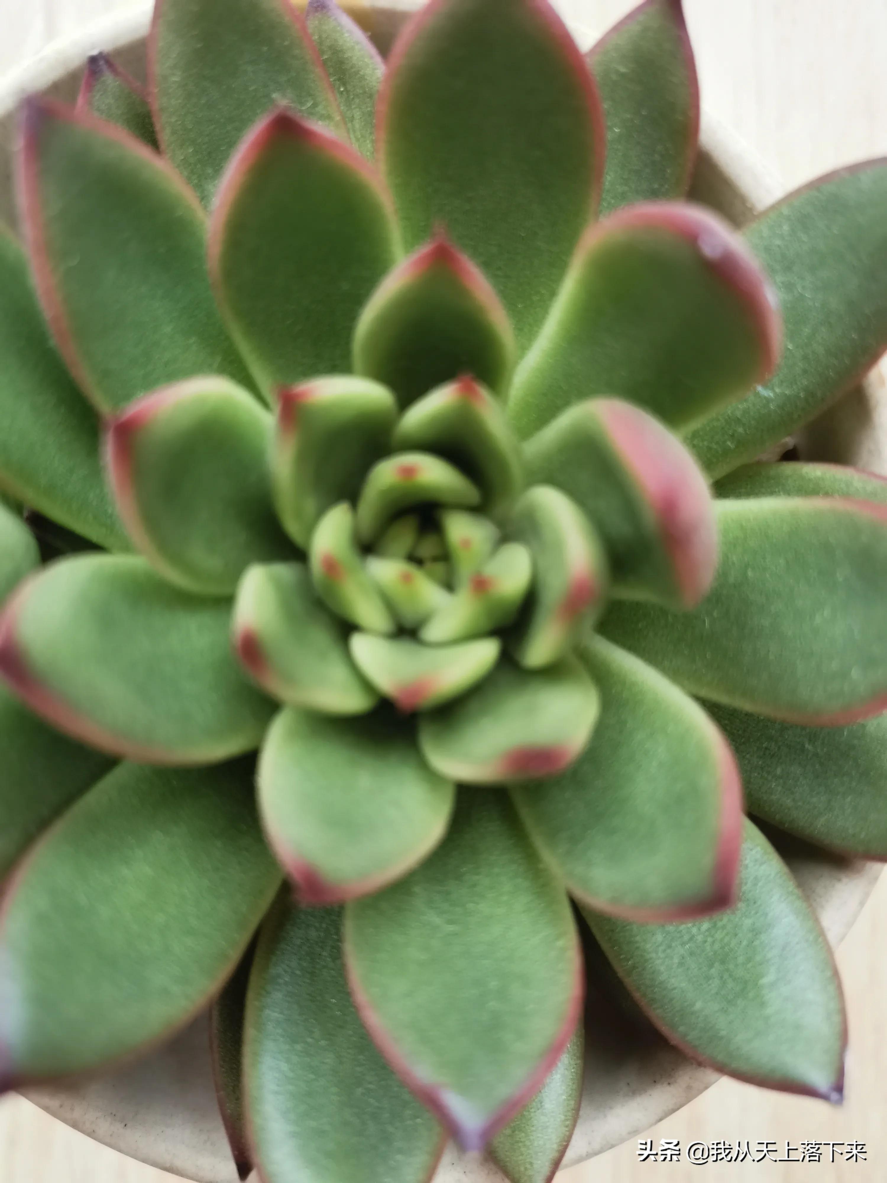 89种常见多肉植物品种图，实物拍摄，还不认识的小伙伴赶紧收藏好