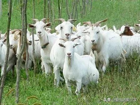 没有本钱搞哪些养殖业最好了,目前农村搞什么养殖业最好赚钱