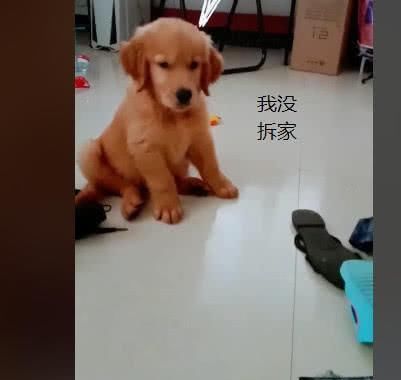 小金毛拆家后一脸无辜,小金毛拆家被教训