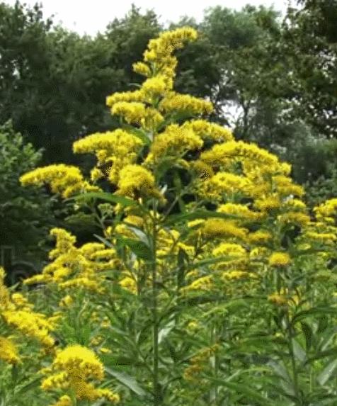 加拿大一枝黄花霸王花,加拿大一枝黄花怎么入侵了