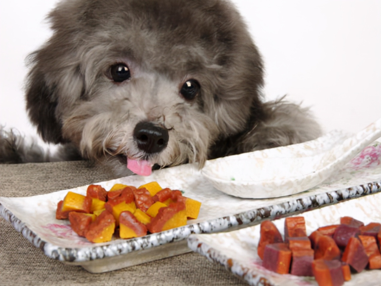 泰迪犬不吃东西挑食怎么办,小型泰迪犬超级挑食怎么办