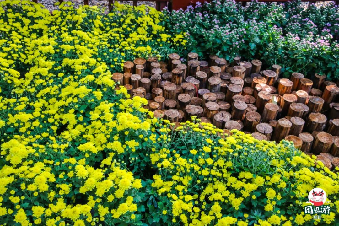 福州菊花展21年还有吗,福州西湖菊花展人山人海