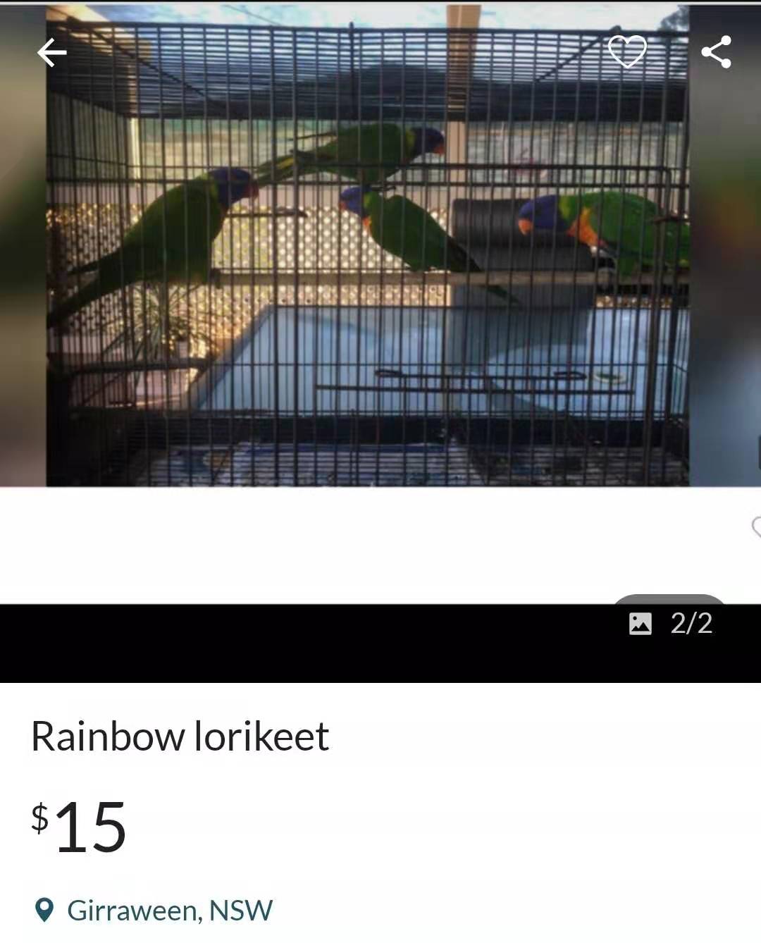 逛鹦鹉鸟市场,逛澳洲