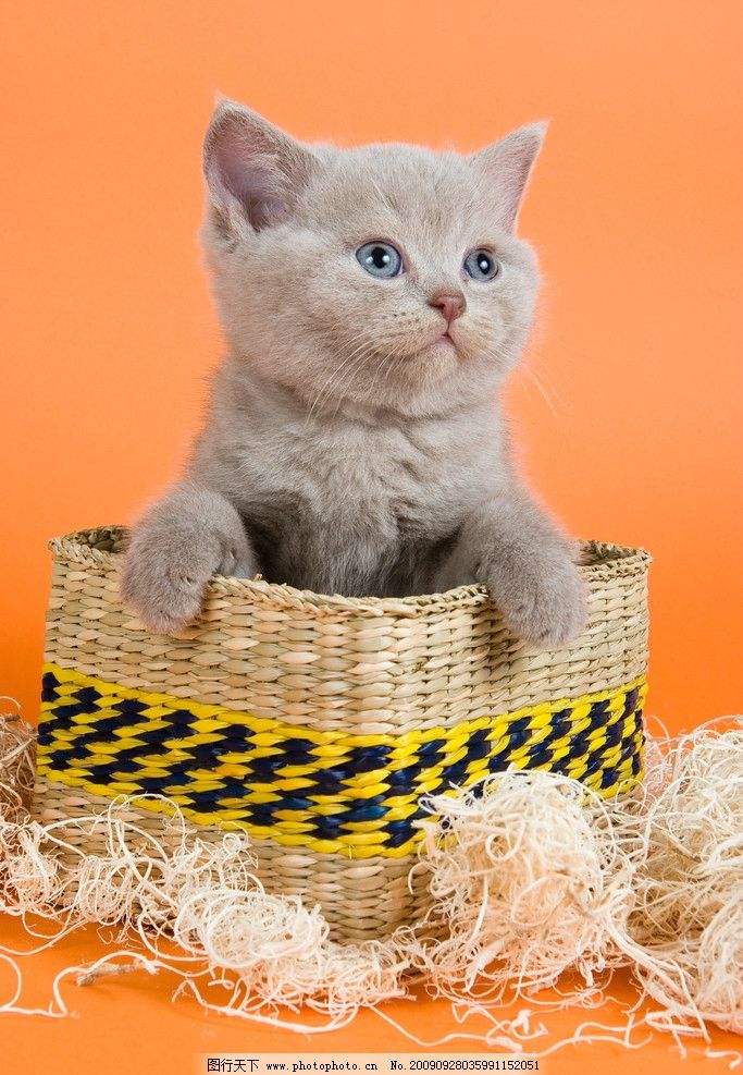 猫咪中毒后如何快速解毒,猫咪中毒了怎么办最有效