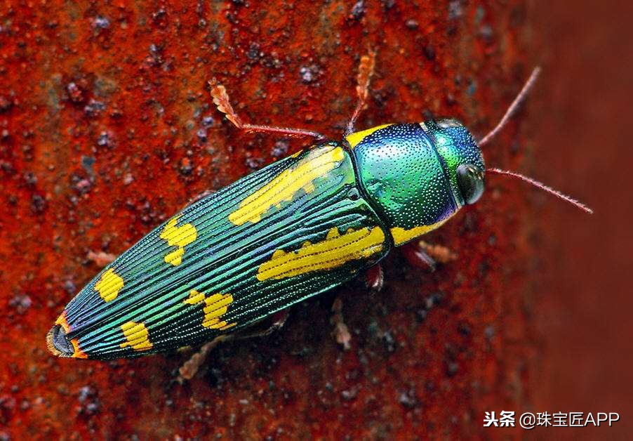 昆虫做的珠宝首饰,用昆虫做的艺术品
