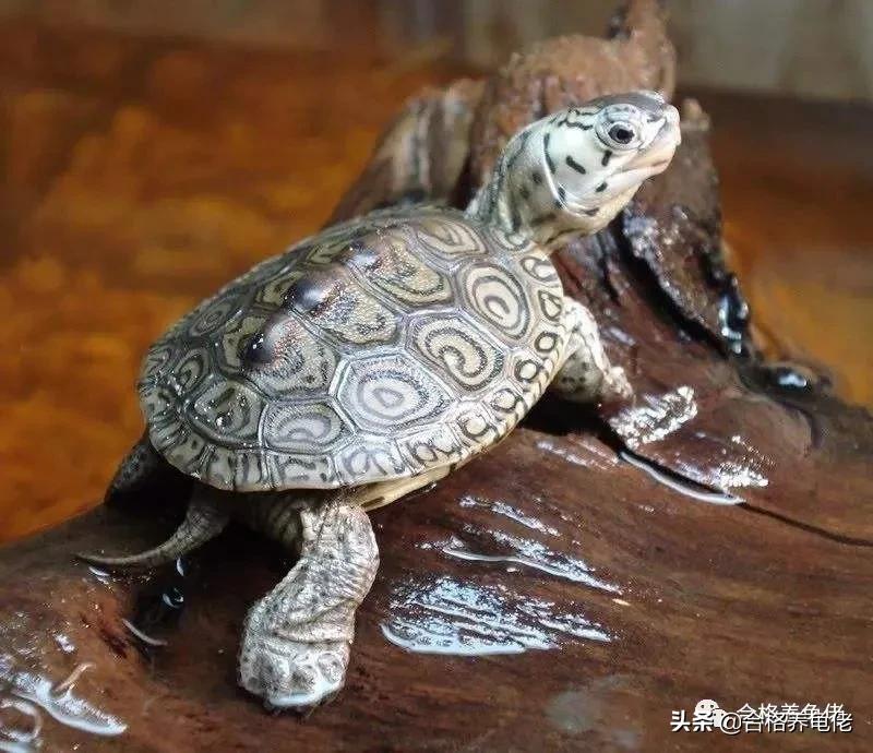 40度高温养龟怕热,养龟如何应对突然降温天气