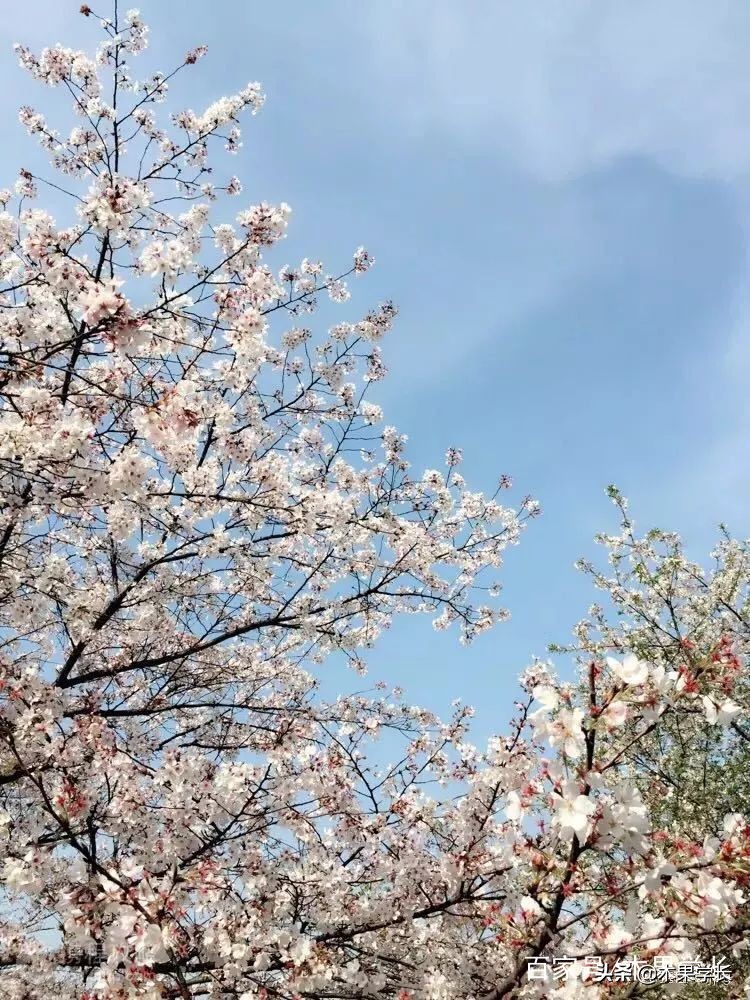 最佳赏樱攻略,2021赏樱攻略来啦快来看