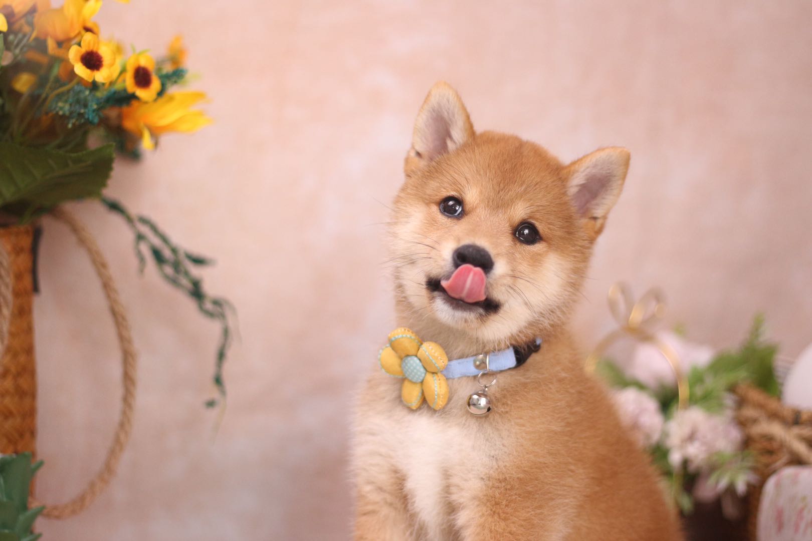 想要一只柴犬又太贵怎么办,想买只柴犬需要准备些什么