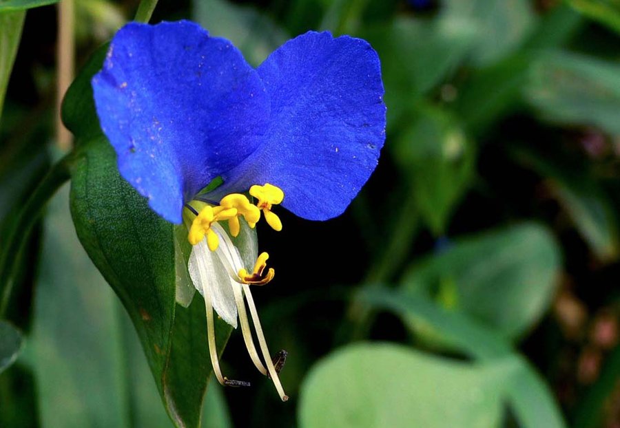十种蓝色花,常见的六种蓝色花