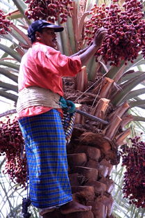 迪拜特产沙漠面包,迪拜国宝级面包