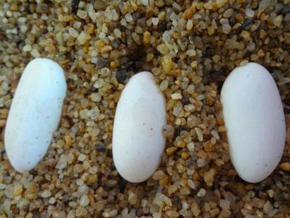 一个神奇的物种既会下蛋又会生仔,科学家发现的奇妙物种