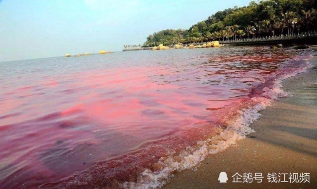 死掉的贻贝能吃吗,只有一边壳的贻贝能吃吗