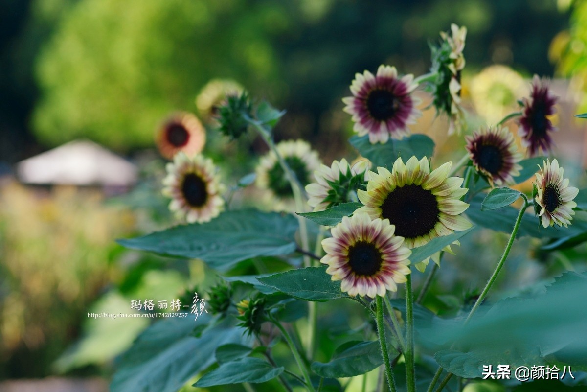 这个夏天我在花园里种向日葵|园丁