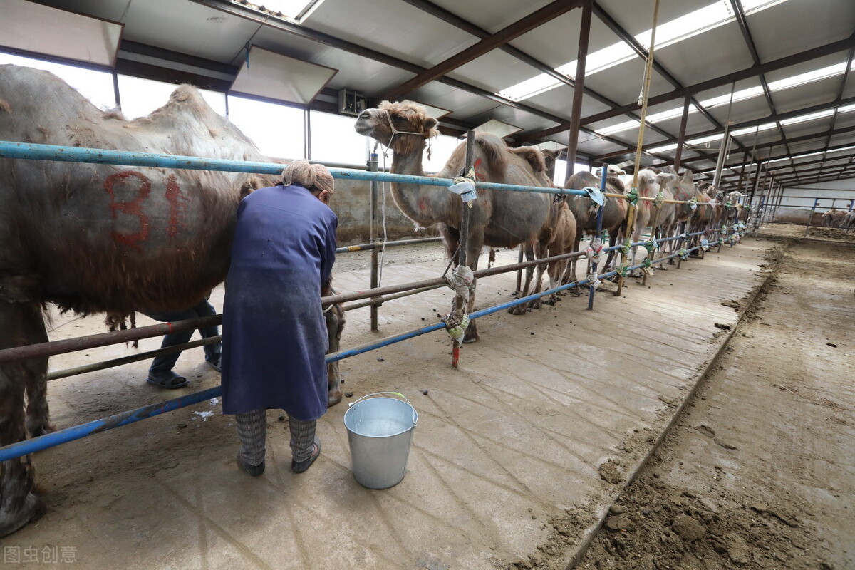 羊奶比牛奶好在哪些,到底羊奶和牛奶哪种好些