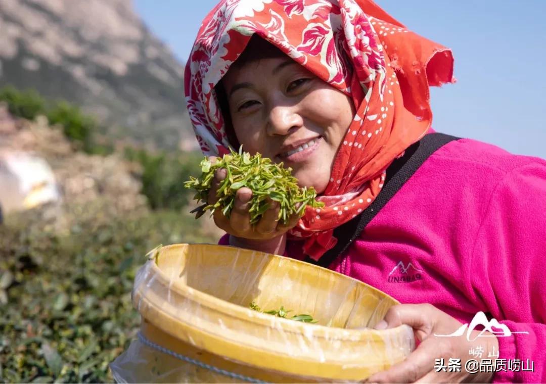 崂山茶特色,简单也许是最好的