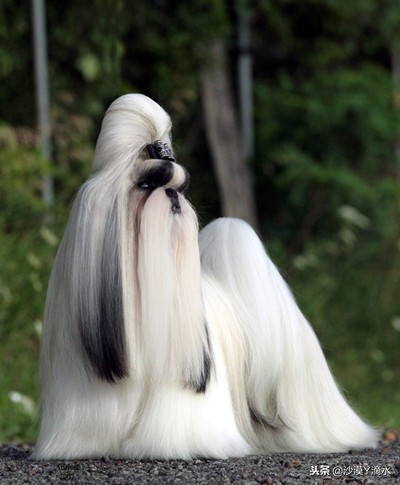 比尼熊狗狗价格,阿拉斯加狗狗价格