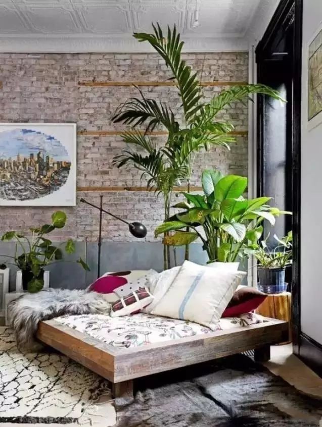 放卧室的观赏植物,适合放房间的植物好看