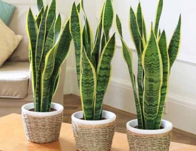 适合家里客厅放的绿植又好养活,适合放在客厅的绿植哪一种最好养