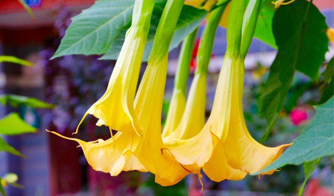 100种最毒的毒花,20种有毒的大毒花