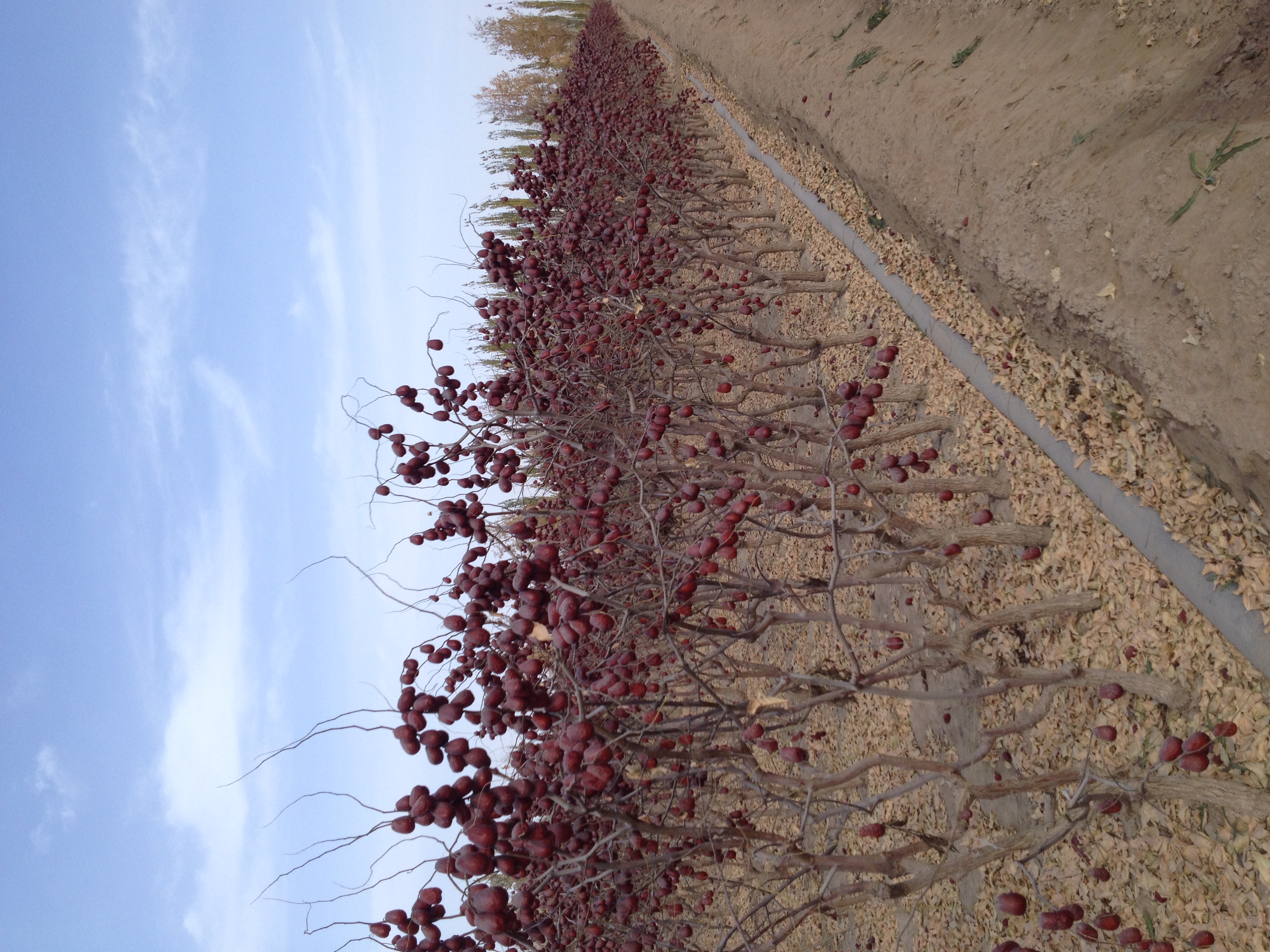 关于枣的知识视频,红枣科普资料简短