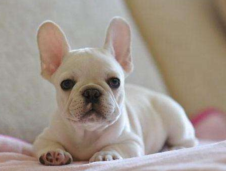 法牛放屁,养狗别喂饱对人的危害