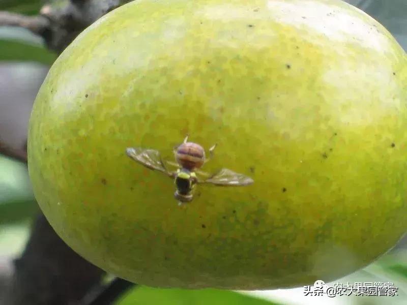 果实蝇对脐橙花有危害吗,果实蝇防治最有效方法