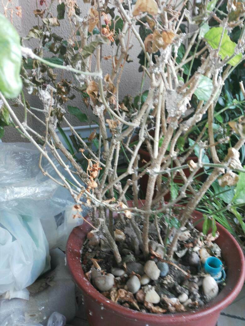 22种花耐旱耐热,天冷种花要注意什么