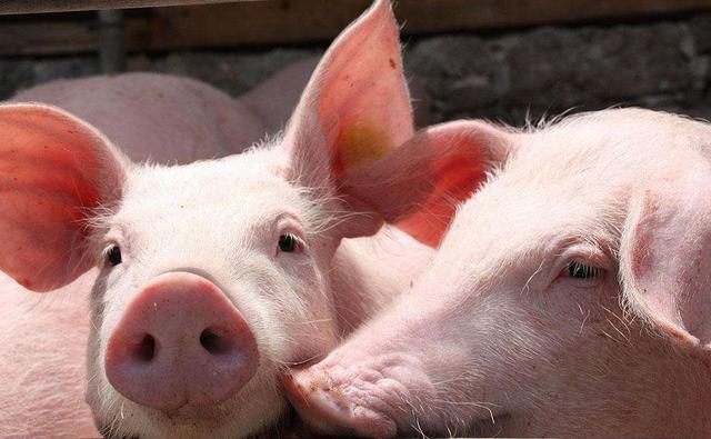 杜洛克种猪是哪里品种,加拿大杜洛克种猪