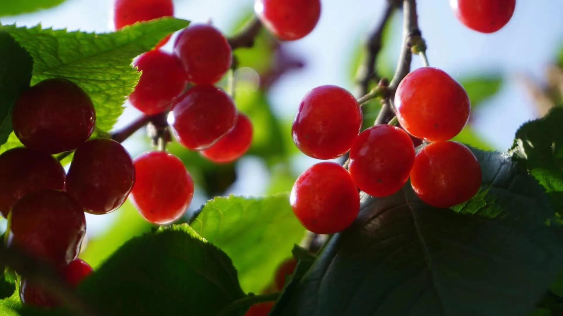 樱桃红了以后可以吃了吗,樱桃红了就可以吃吗