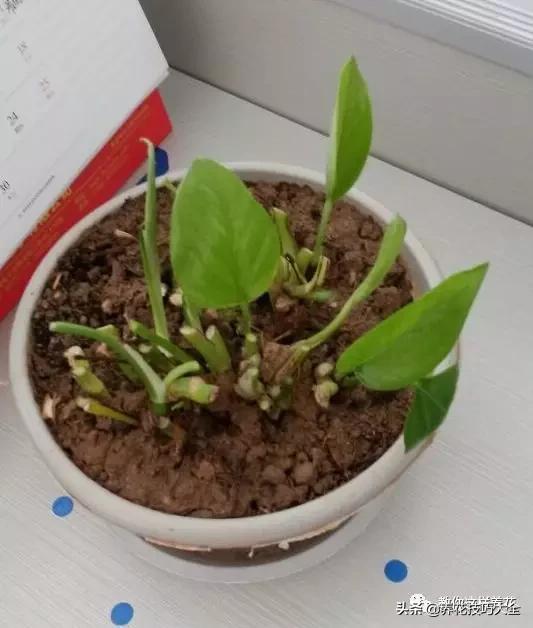 绿萝铜钱草家庭养殖,绿萝发财树黄叶子怎么办呢