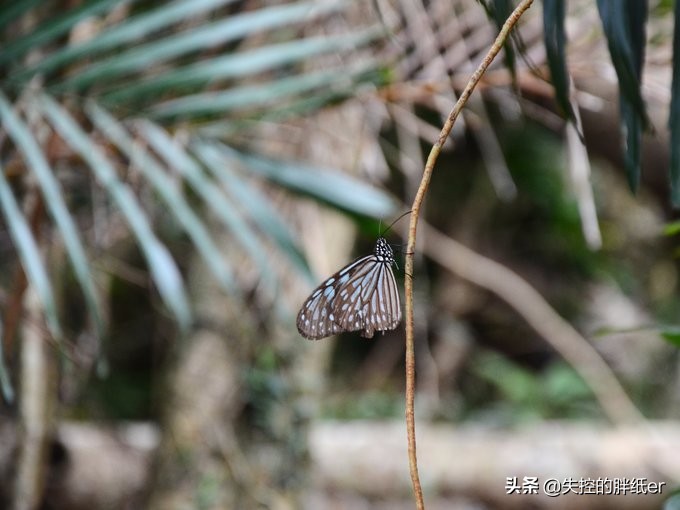 带上妈妈去旅行,带妈妈旅行去哪里合适
