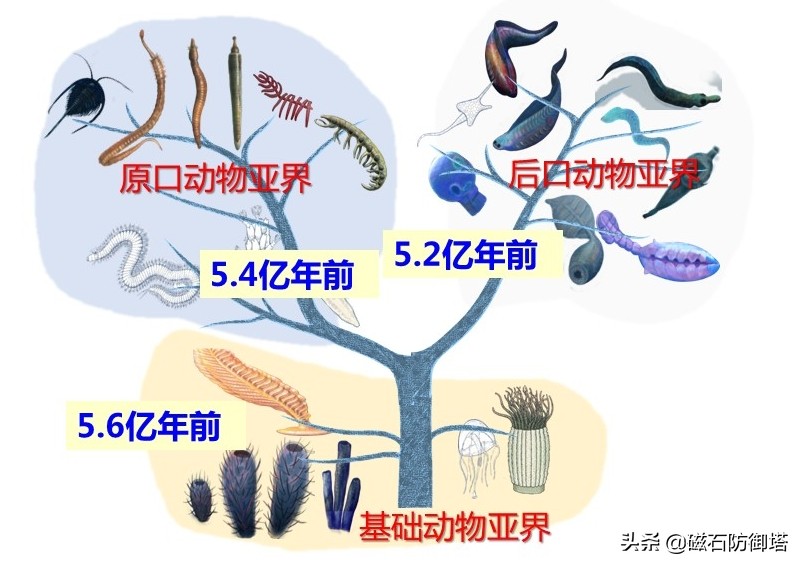 各类动物的起源,原口和后口动物怎么形成的