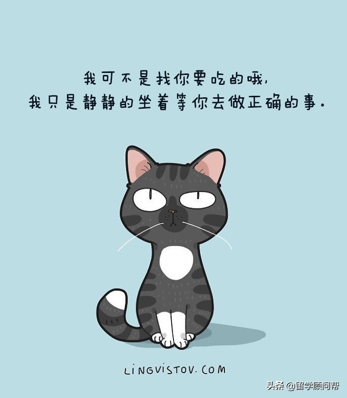 猫主子的日常暹罗猫铲屎官的乐趣,猫吸猫主子的日常