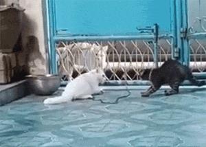 两只猫打架怎么办呢,两只猫打架掉一撮毛