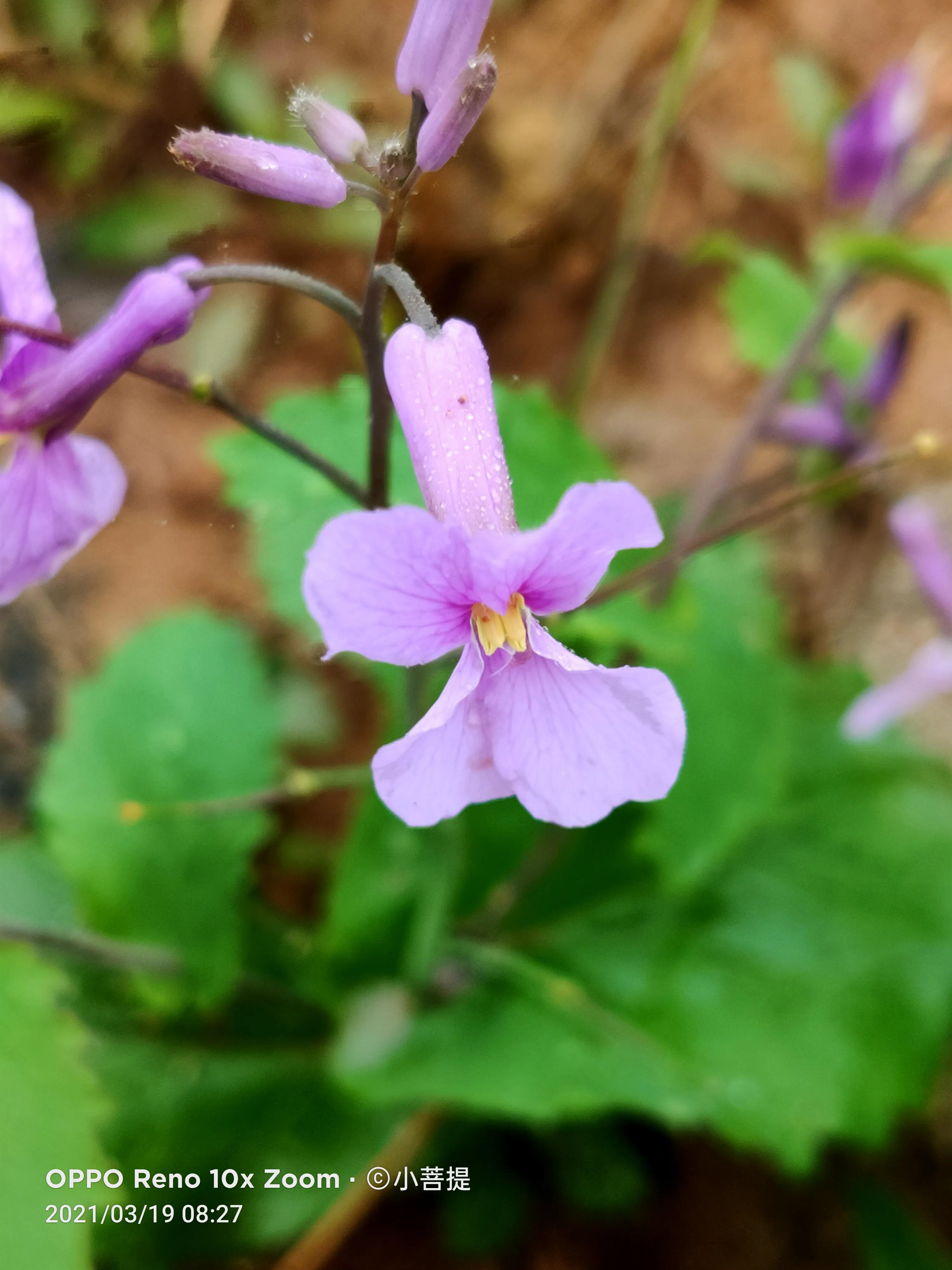 这种植物为成就蜀国屡次北伐功不可没