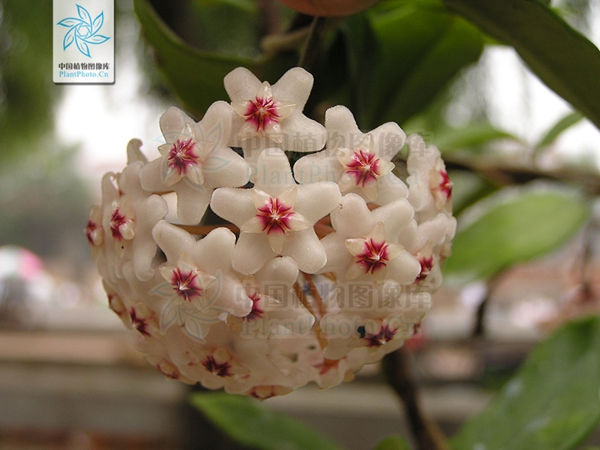 卖萌节丨植物卖起萌来，谁顶得住？