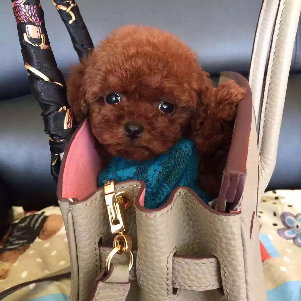 茶杯犬背后的心酸,爱它还是在害它?