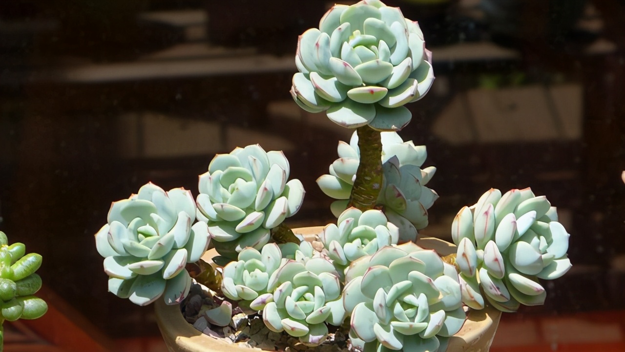 阳台养花盆底漏水怎么办,缺口盆种多肉如何防止漏土