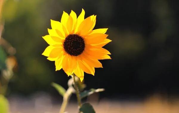 焦虑抑郁睡眠不好的自我疗愈,焦虑抑郁自我疗愈的直播