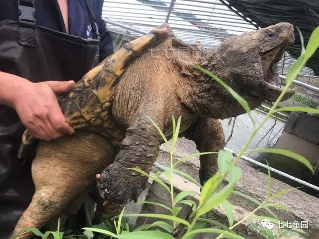 养乌龟的最佳水的深度,家庭养乌龟什么水质最好