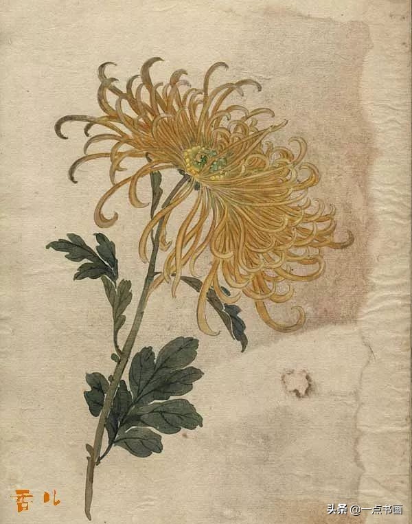 缪谷瑛菊花国画作品专辑,缪谷瑛菊花画法